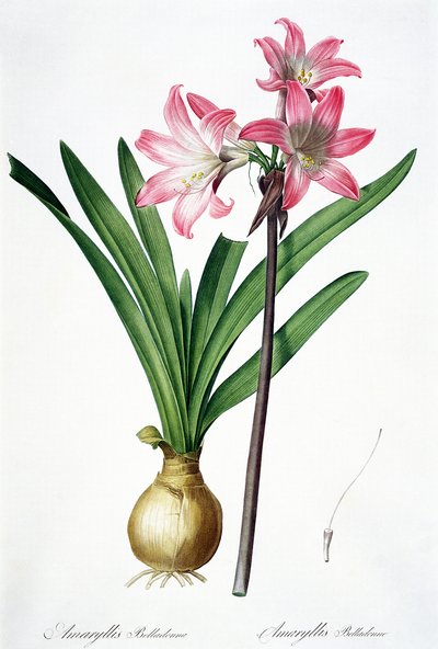 Amaryllis Belladonna, aus 